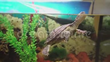 小的侧颈海龟在水族馆里游泳。 4k决议。